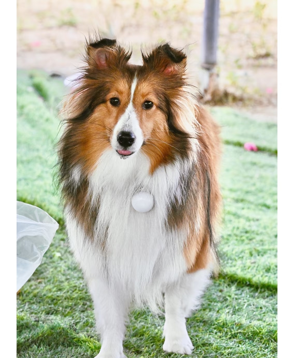 粗毛柯利犬、长毛牧羊犬、柯利犬、柯利牧羊犬